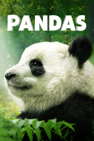 Pandas (2018) แพนด้ายักษ์